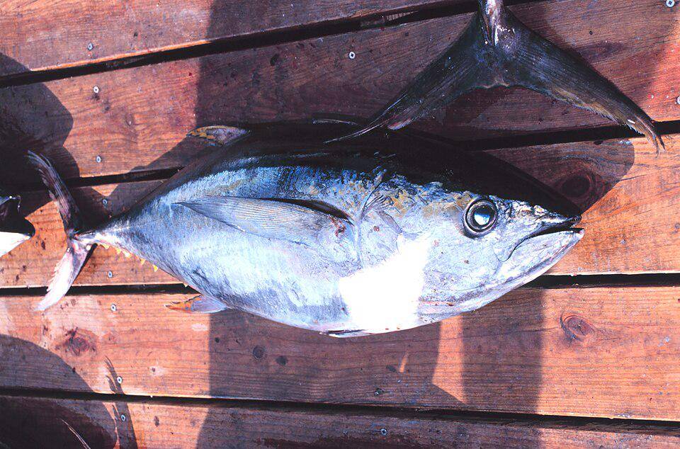 Ikan Tuna Sirip Kuning