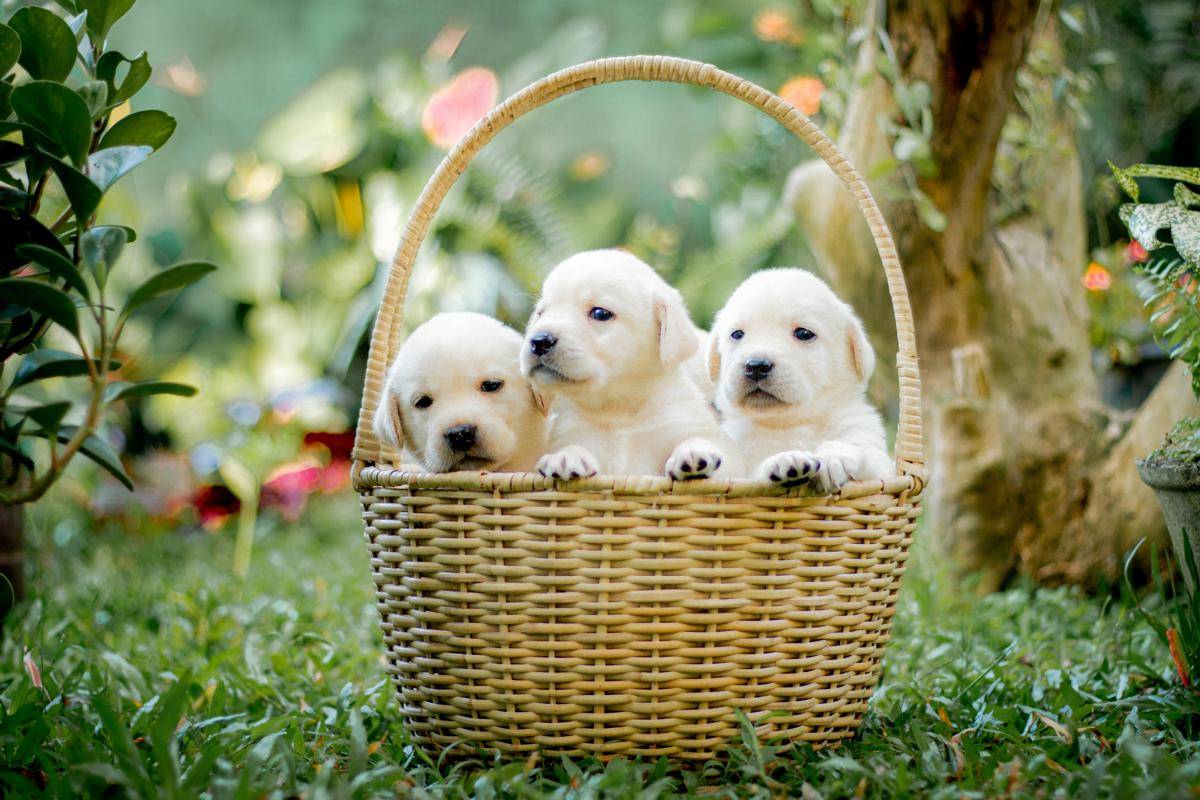 ilustrasi anak anjing 