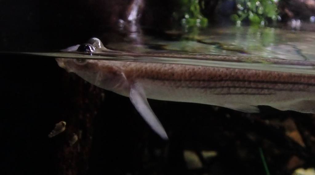 Four-eyed Fish