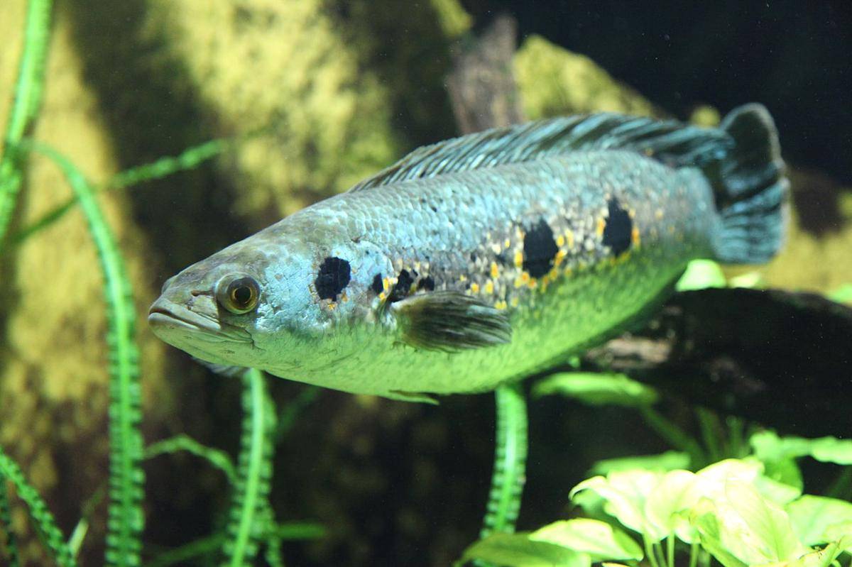 ikan gabus (commons.wikimedia.org/Frank Vincentz)