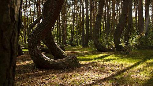 Hutan mistis