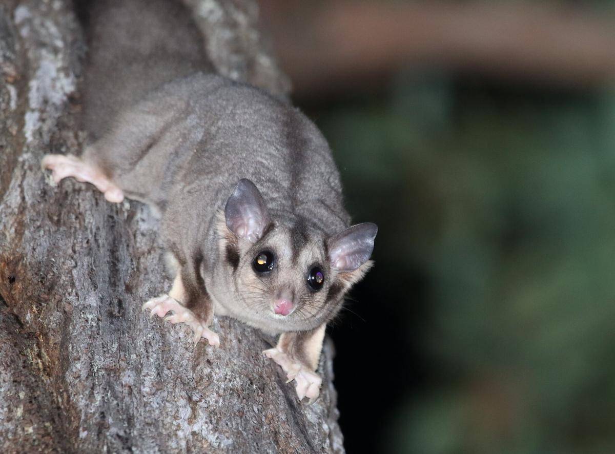 Mahogany Glider