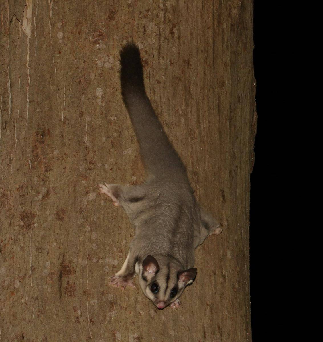 Mahogany Glider