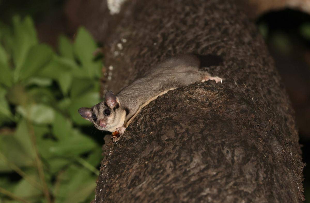 Mahogany Glider