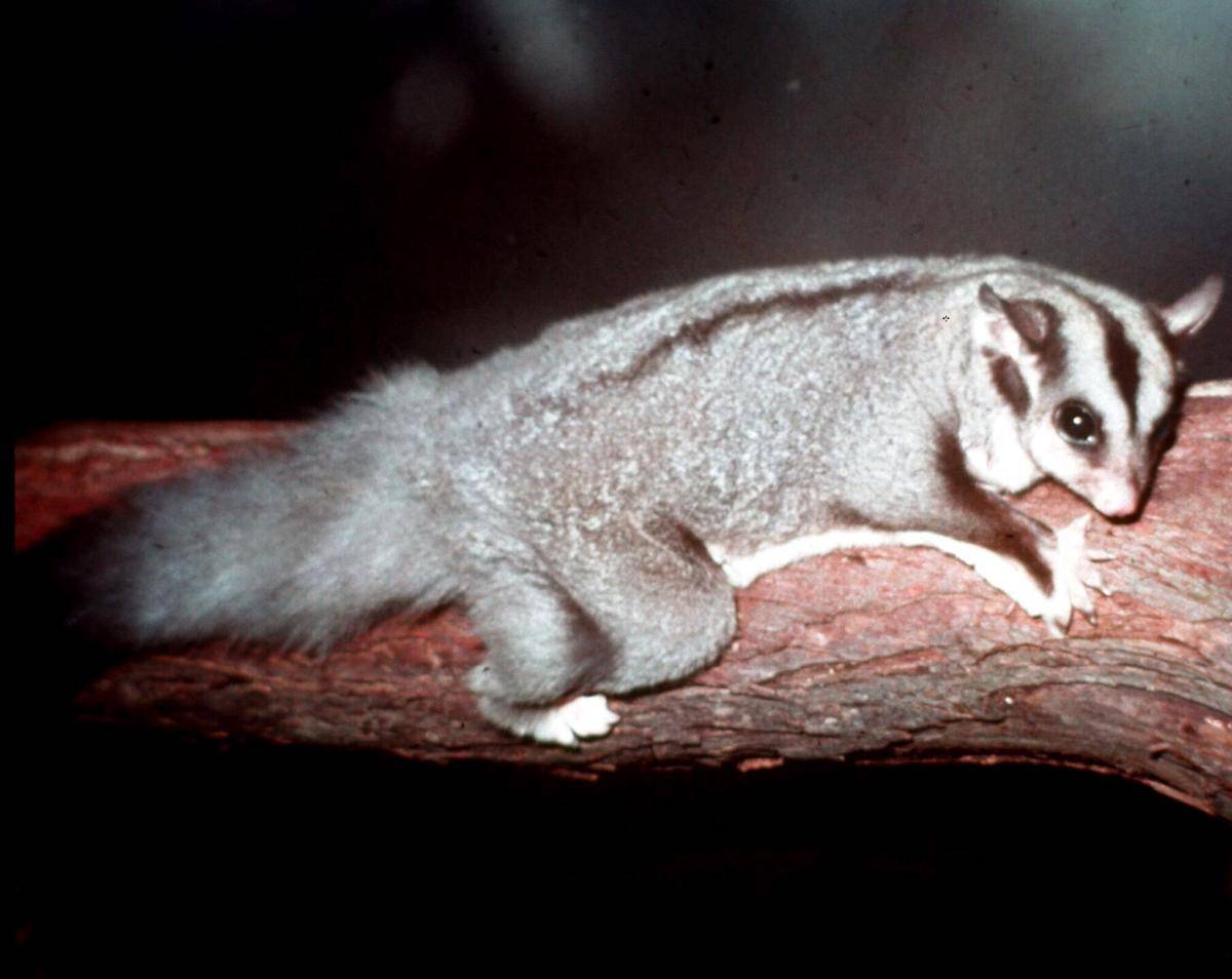 Mahogany Glider