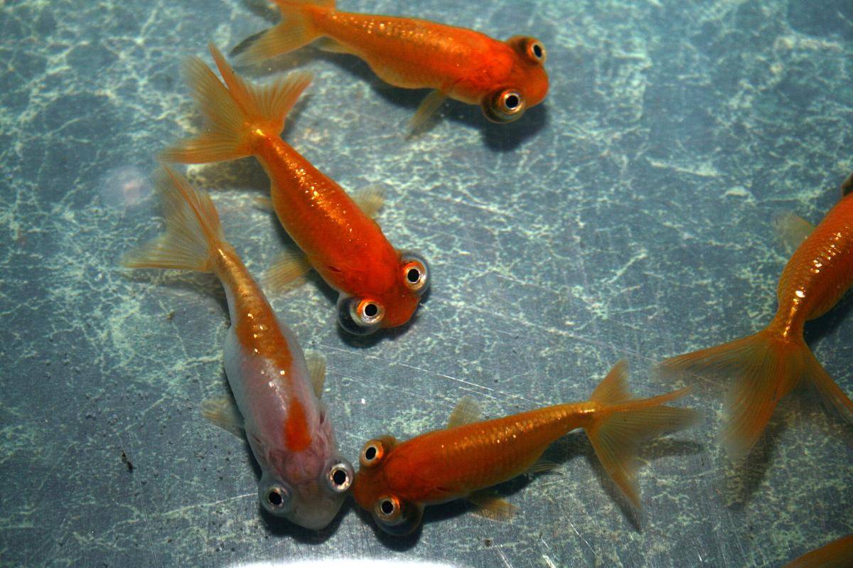 Celestial Eye Goldfish