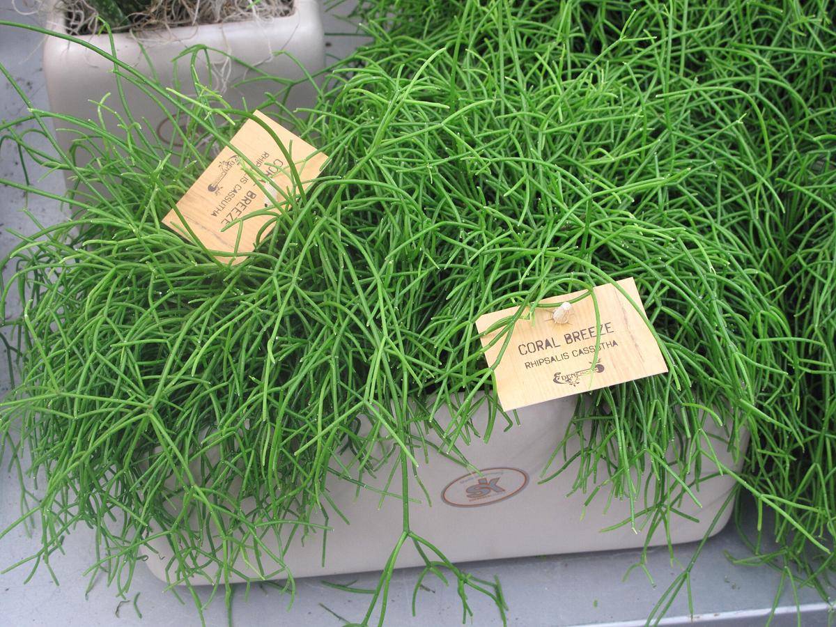 ilustrasi rhipsalis baccifera (commons.wikimedia.org/Tangopaso)