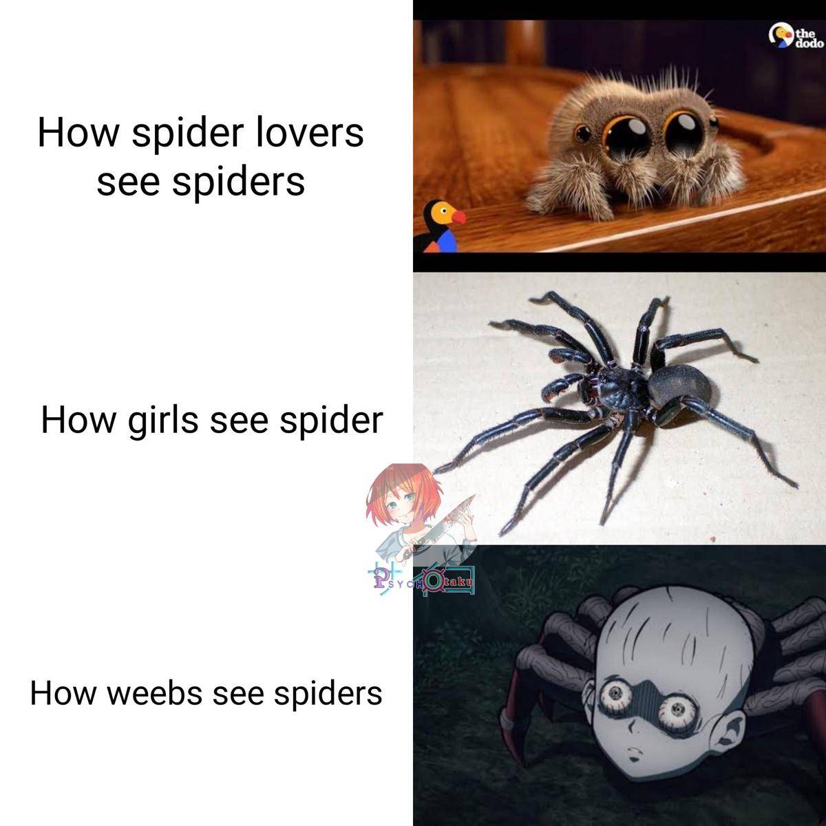 meme anime tentang laba-laba