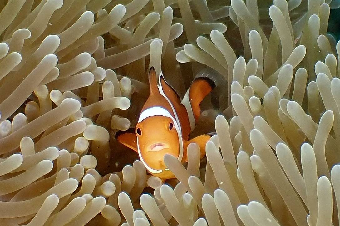 Amphiprion