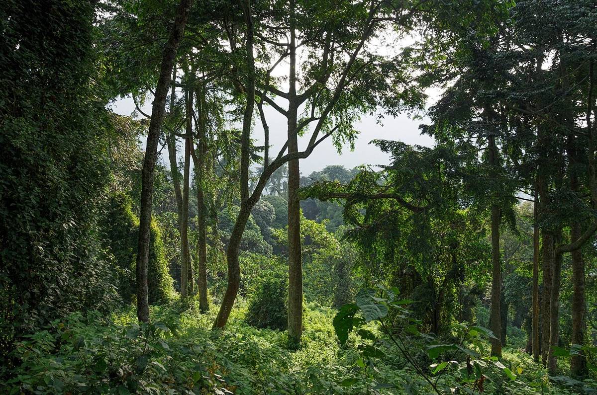 ilustrasi hutan pegunungan