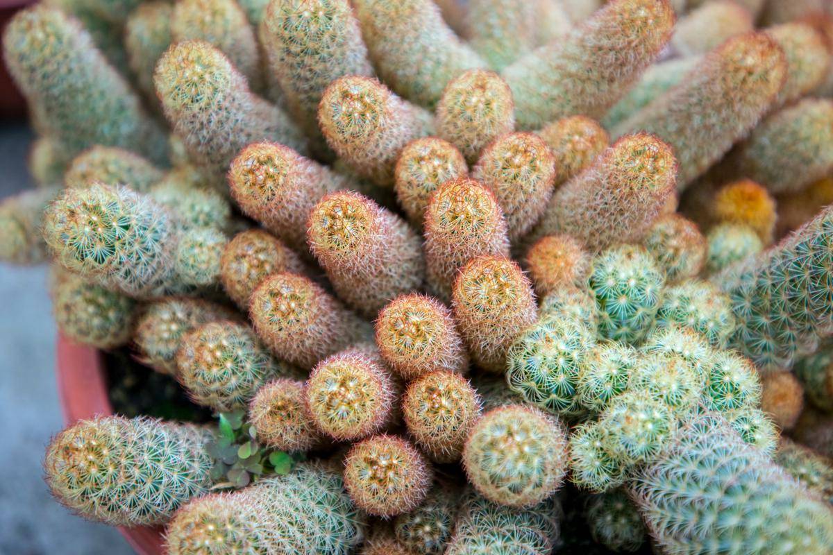 ilustrasi ladyfinger cactus (unsplash.com/Abdelrahman Ismail)