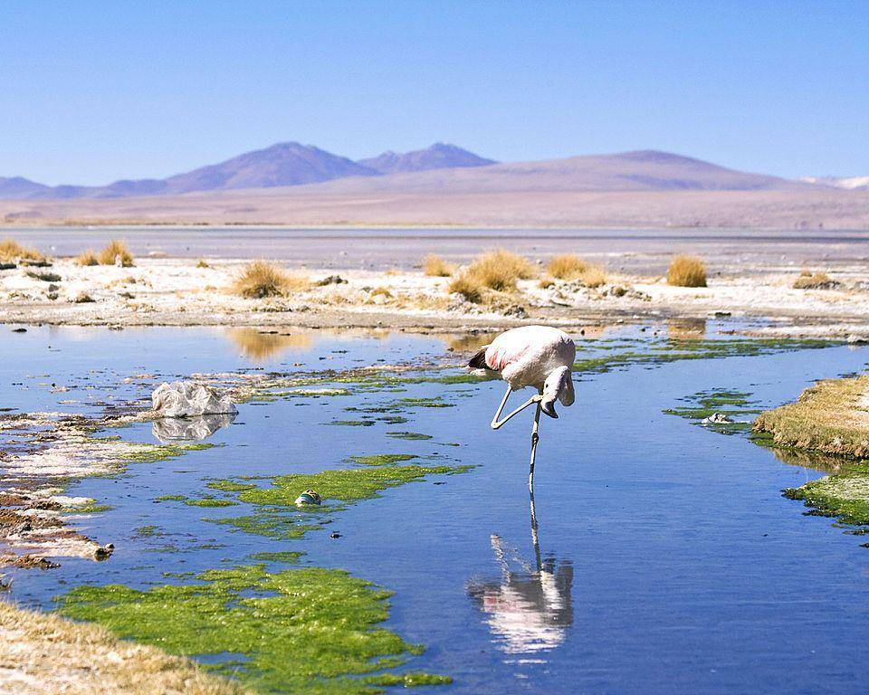 flamingo andes di habitat asli (commons.wikimedia.org/Dimitry B.)