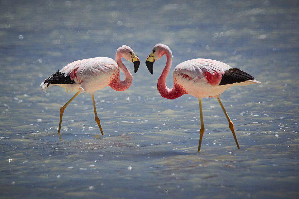sepasang flamingo andes di habitat asli (commons.wikimedia.org/Thomas Fuhrmann)