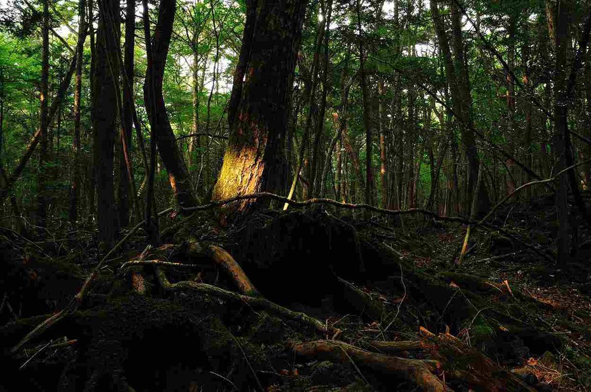 Hutan mistis