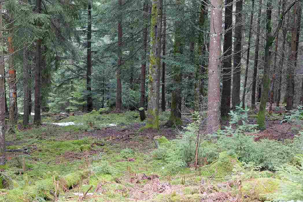 Hutan mistis