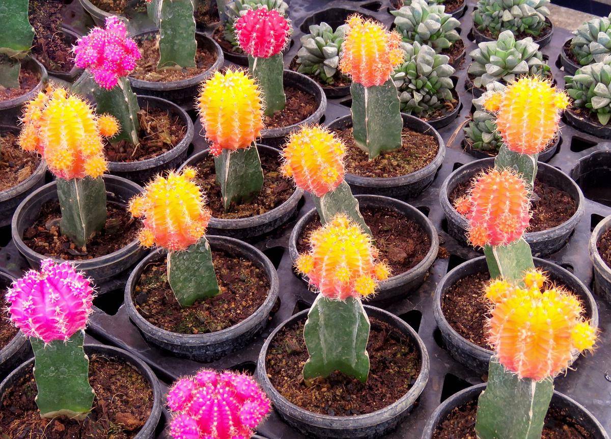 ilustrasi moon cactus (pixabay.com/Guddanti)