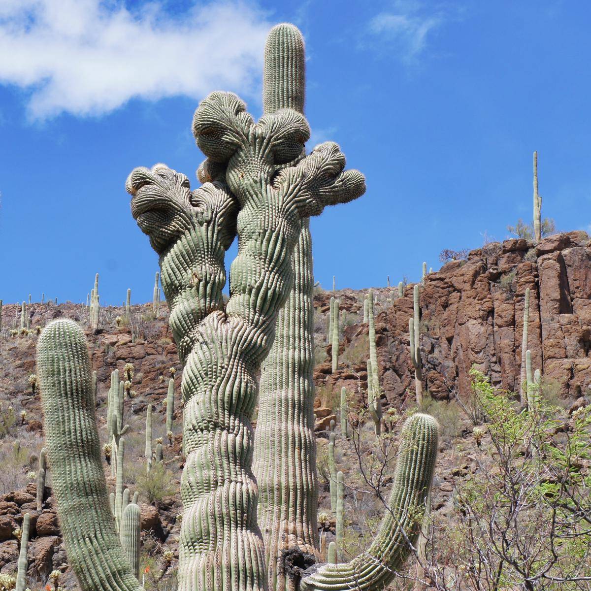 Crested Saguaro