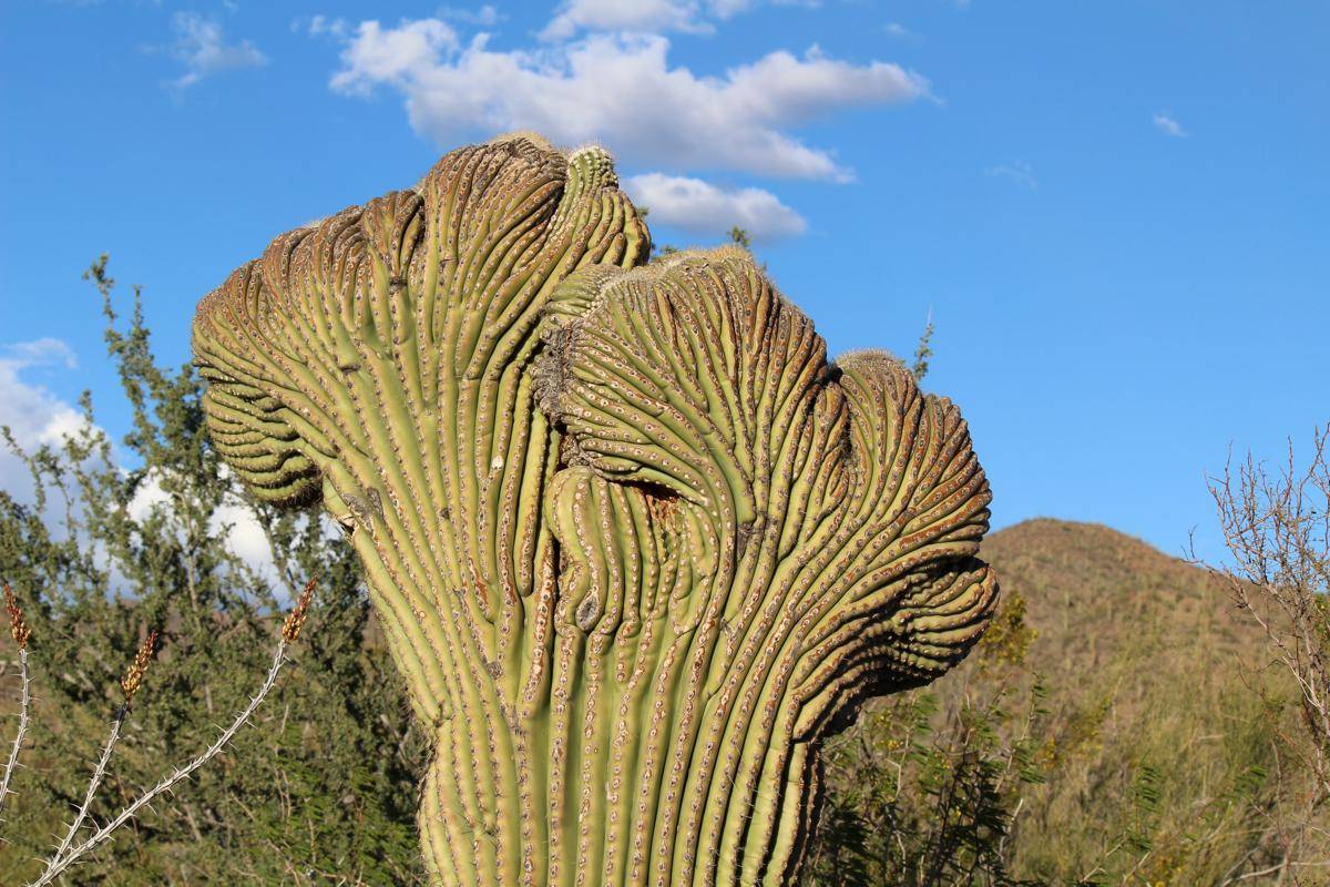Crested Saguaro