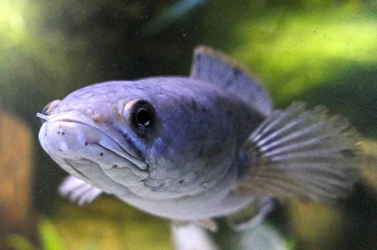 ikan gabus 