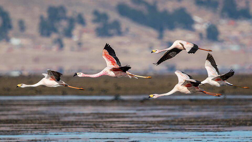 sekelompok flamingo andes mengudara (commons.wikimedia.org/CLAUDIOLD)