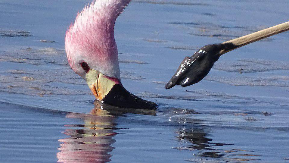 tampak dekat flamingo andes saat mencari makan (commons.wikimedia.org/WALTER ROGER KLEIN)