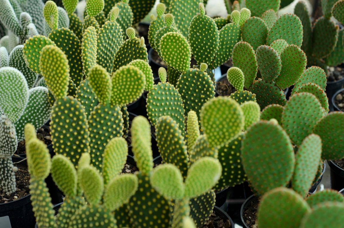 ilustrasi bunny ear cactus (unsplash.com/Gabriel)