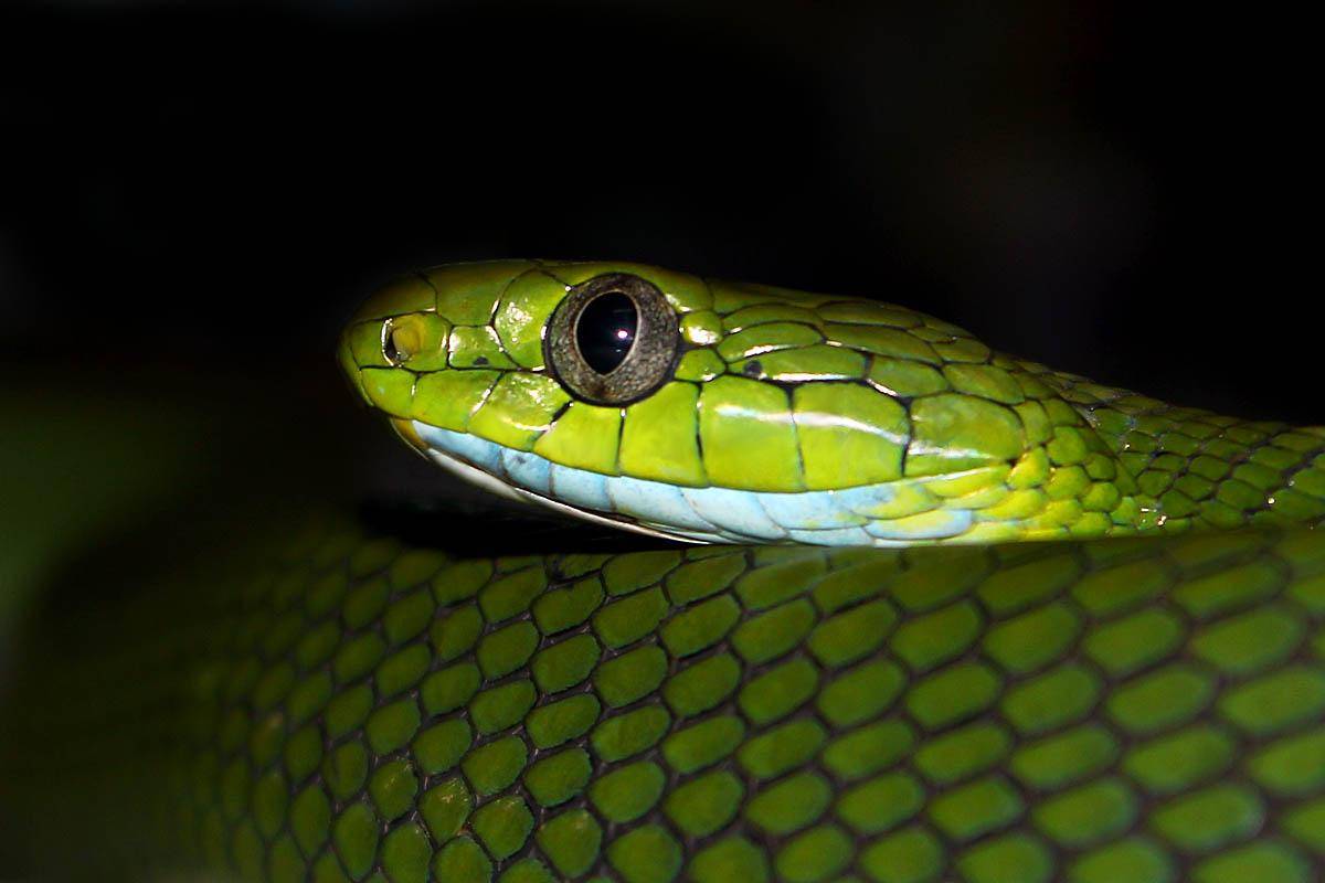 ilustrasi ular (commons.wikimedia.org/Sp.herp)