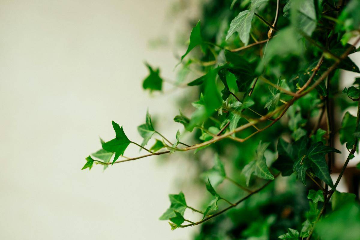 ilustrasi english ivy