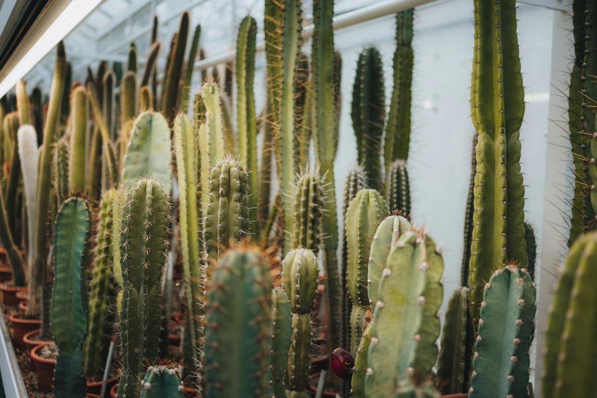 ilustrasi peruvian apple cactus (unsplash.com/Johannes Hofmann)