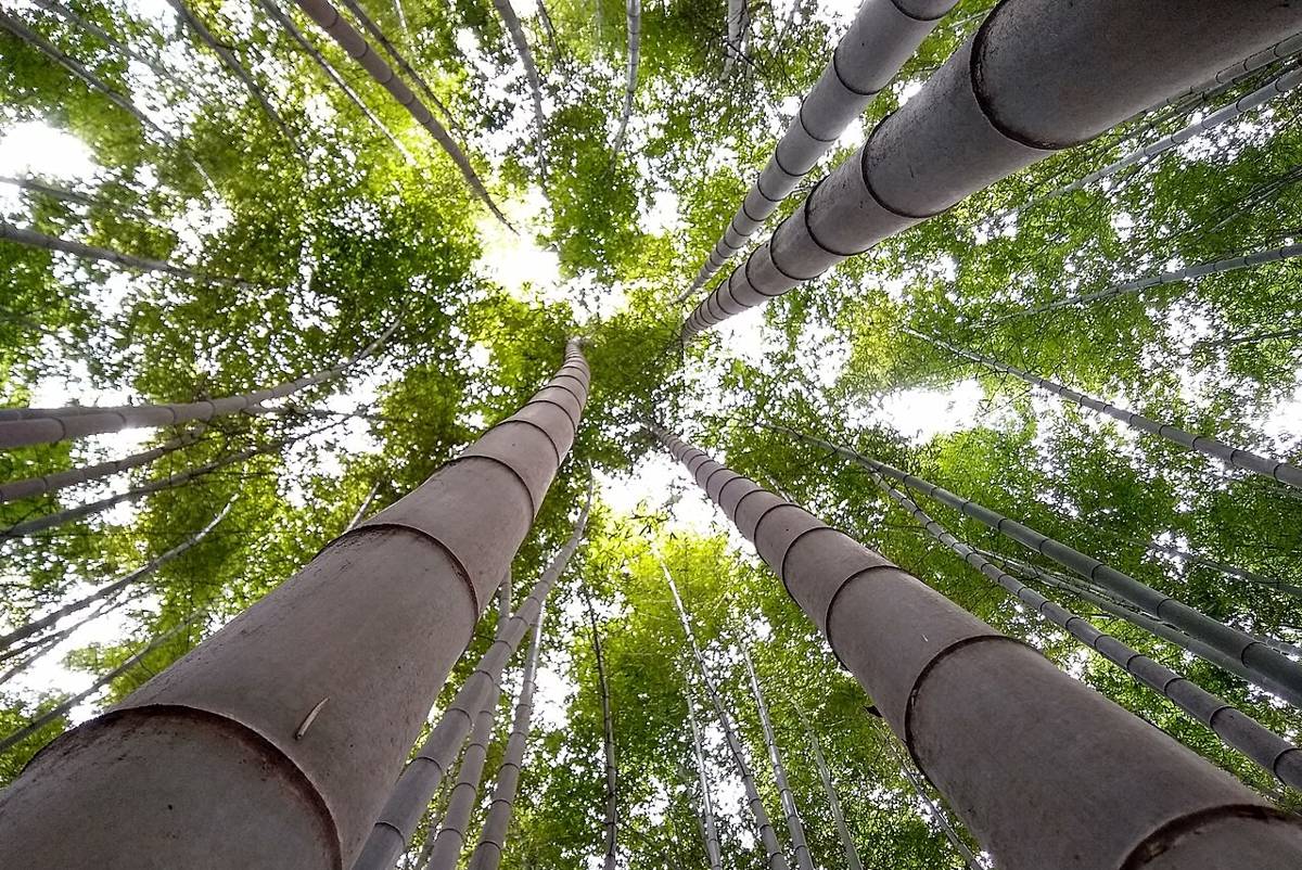 ilustrasi hutan bambu