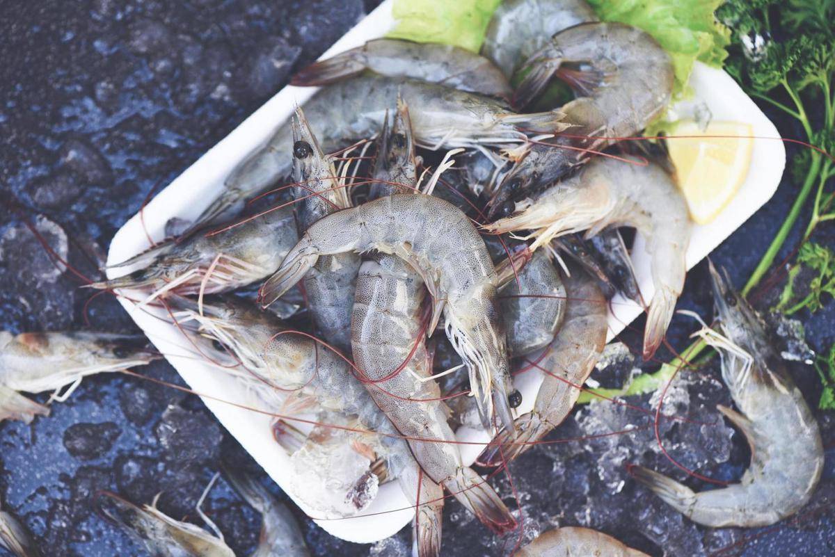 ilustrasi penyimpanan udang