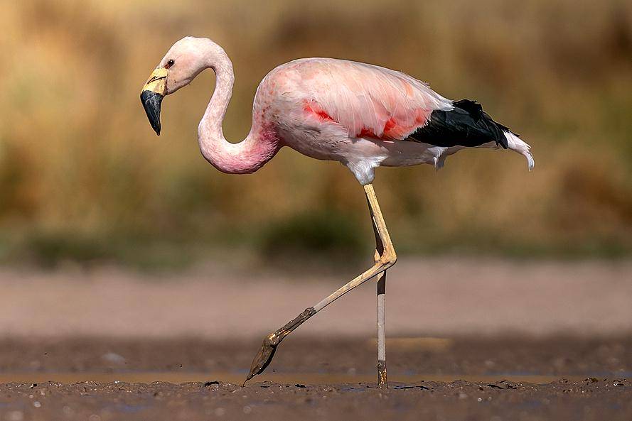 tampilan sekujur tubuh flamingo andes (inaturalist.org/Luciano Massa)