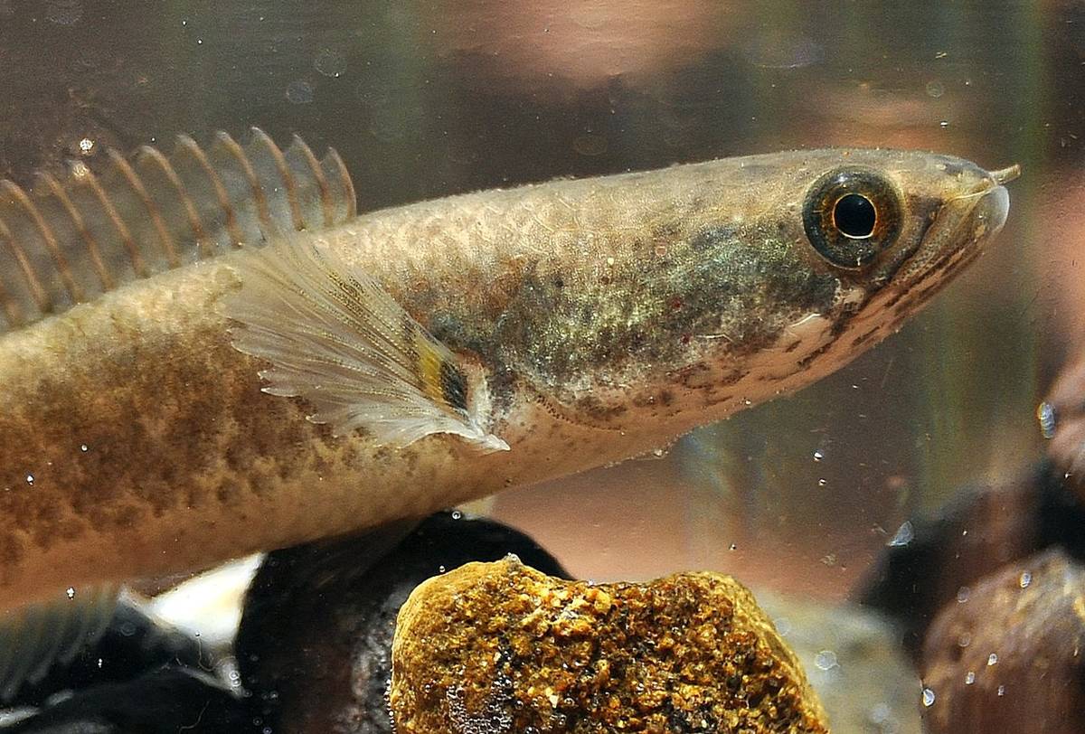 ikan gabus 