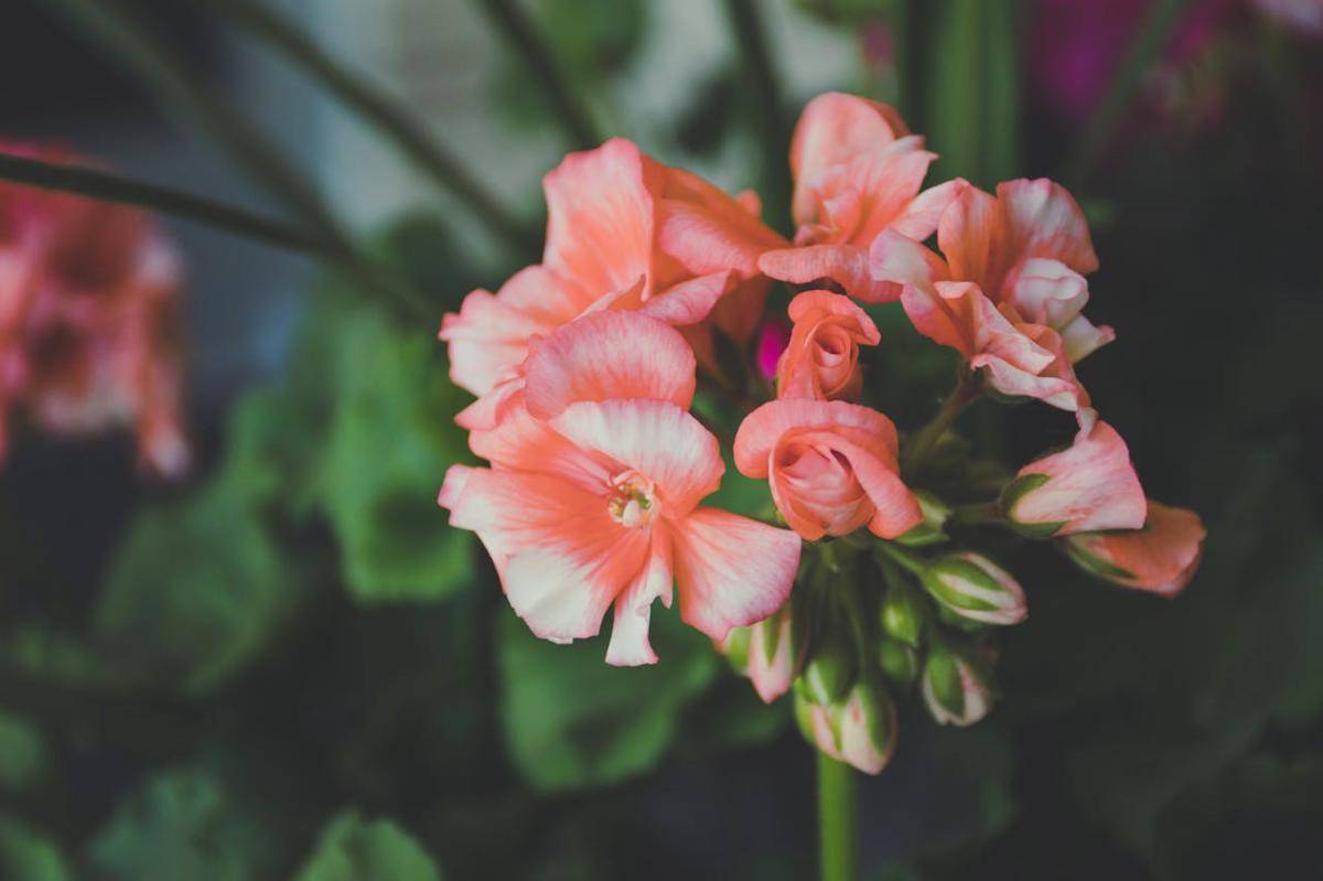 ilustrasi geranium