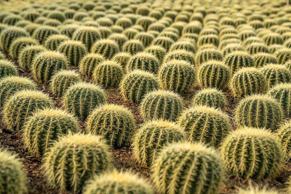 ilustrasi echinocactus grusonii (pexels.com/Mark Stebnicki)