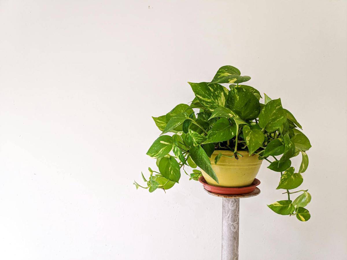 ilustrasi pothos
