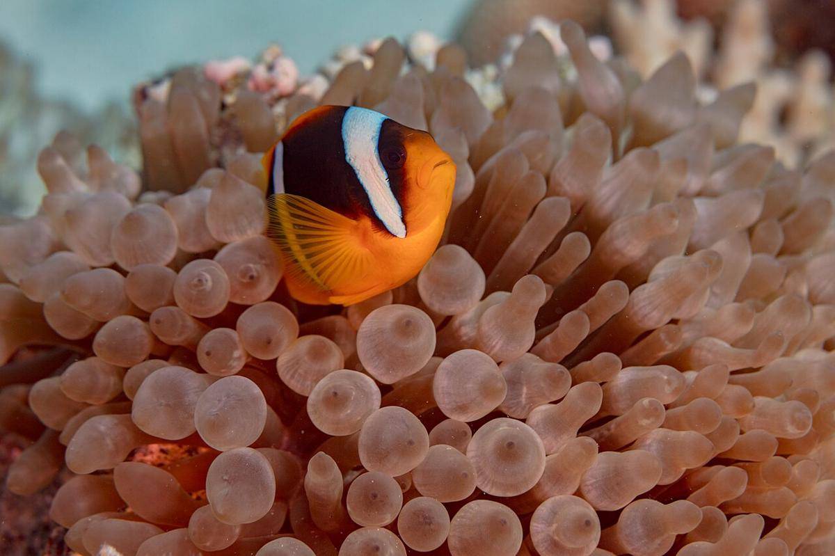 Amphiprion