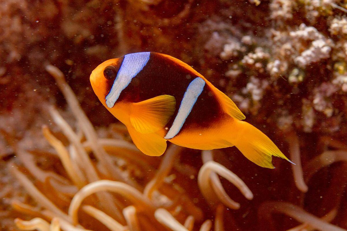 Amphiprion
