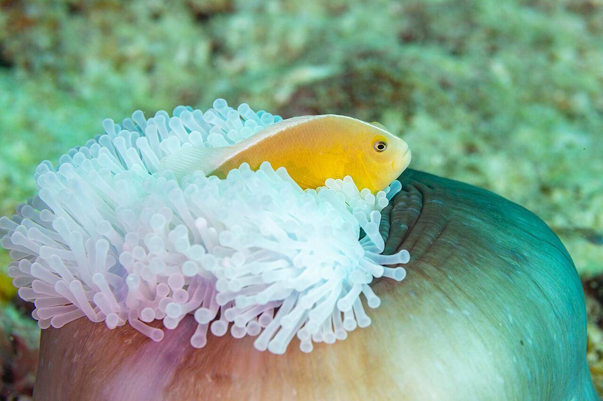 Amphiprion