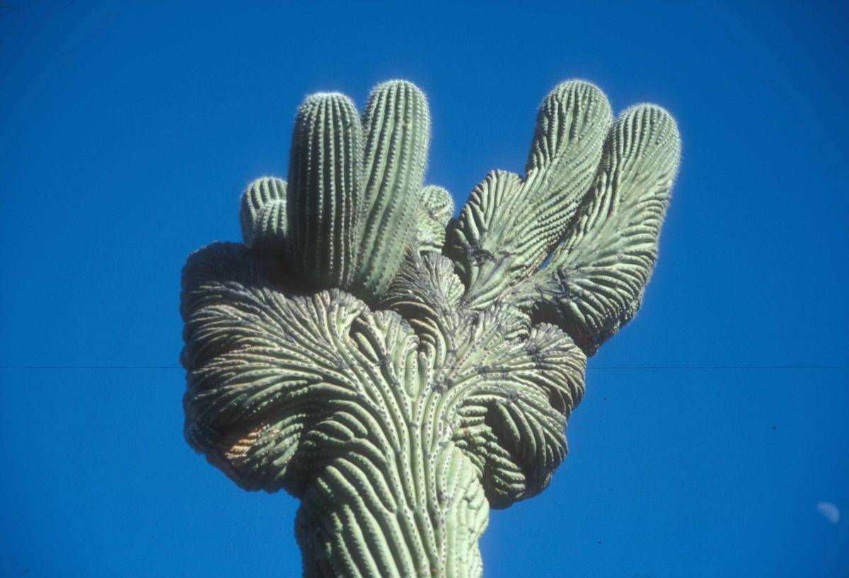 Crested Saguaro