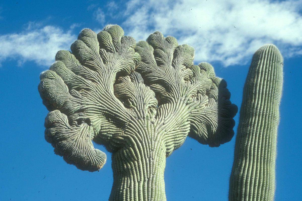 Crested Saguaro