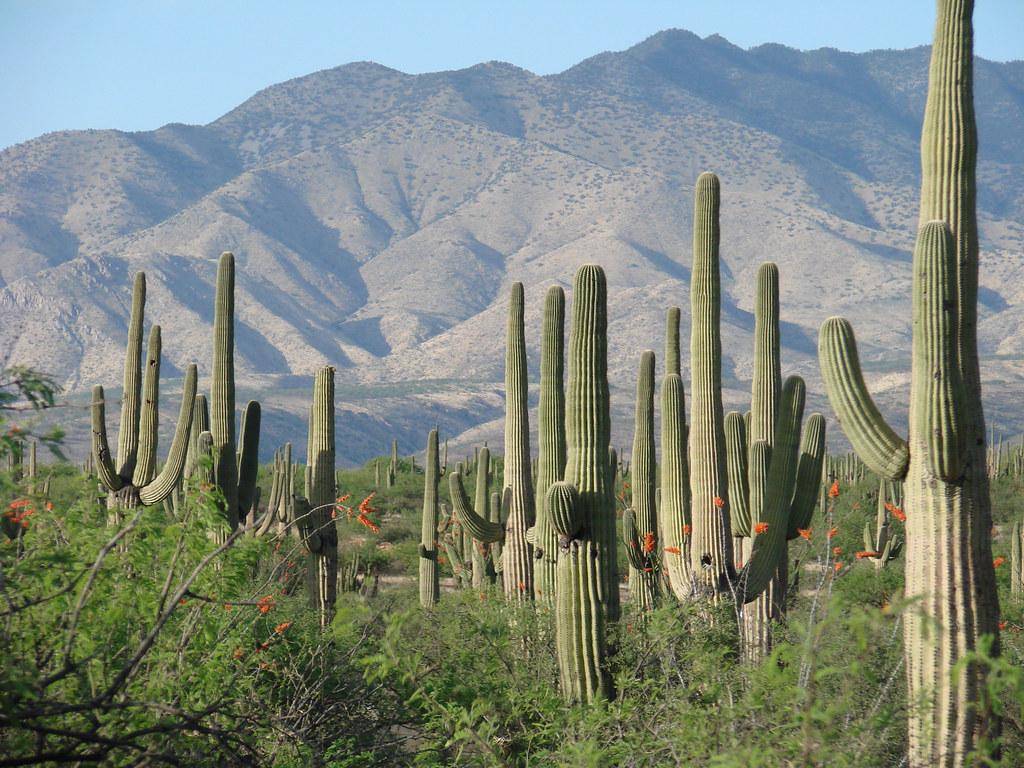Crested Saguaro