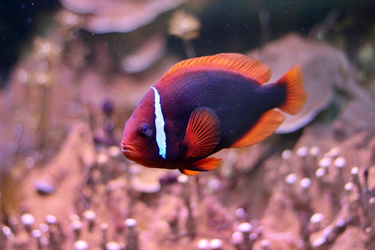 Amphiprion