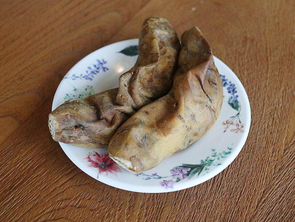 ilustrasi ubi cilembu