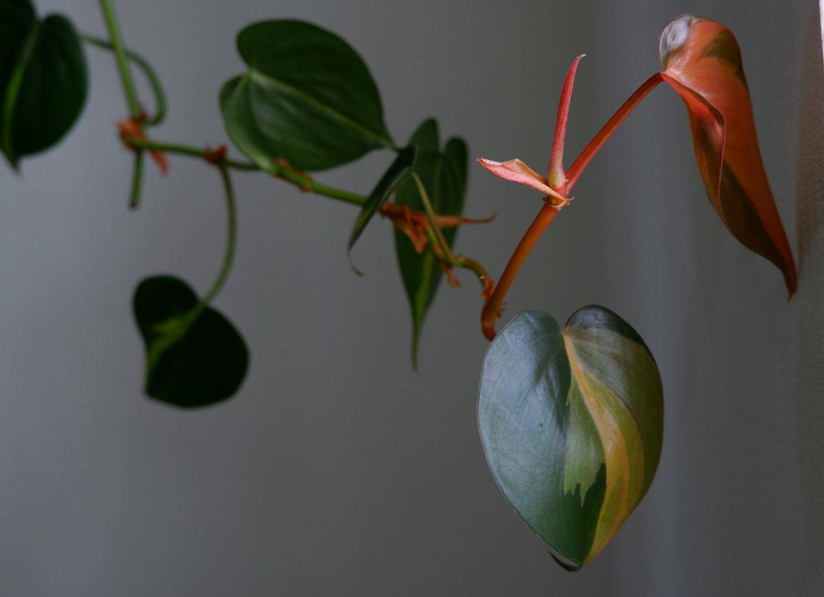 ilustrasi heartleaf philodendron