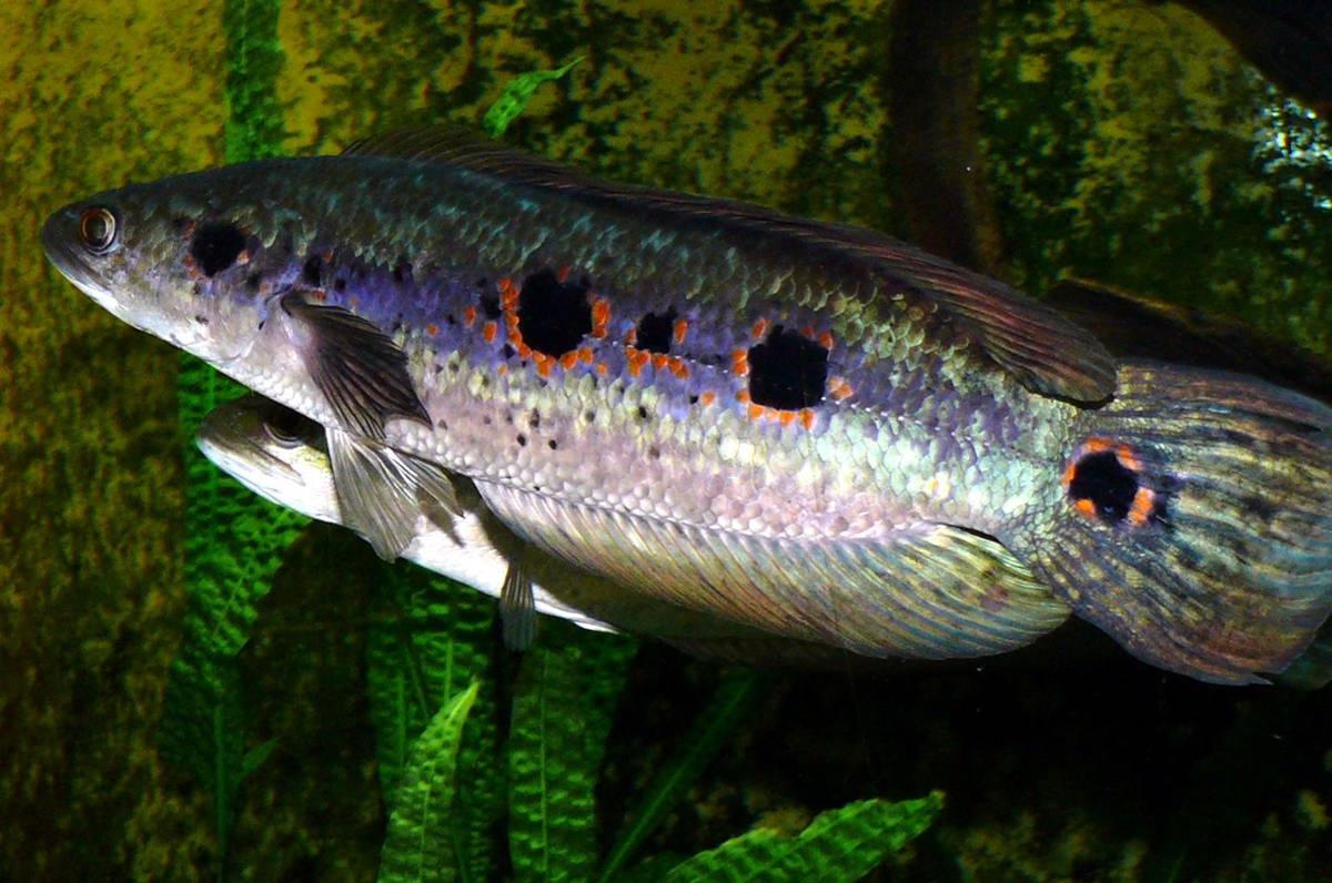 ikan gabus 
