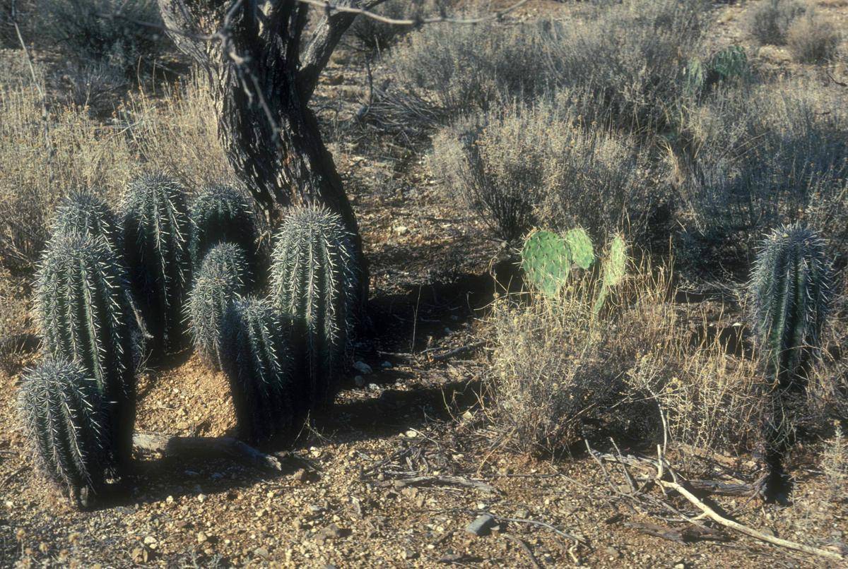 Crested Saguaro