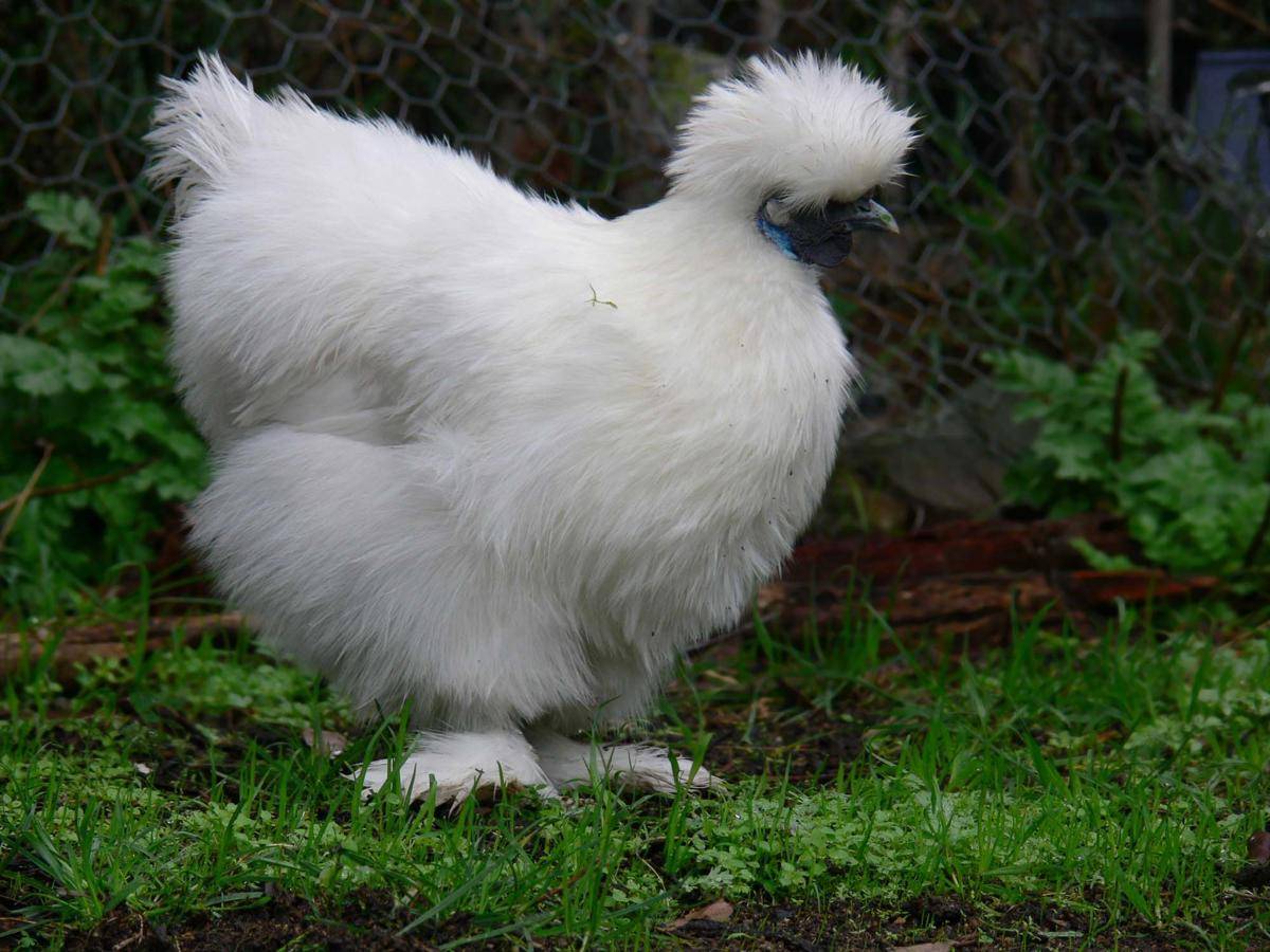 Ayam Silkie