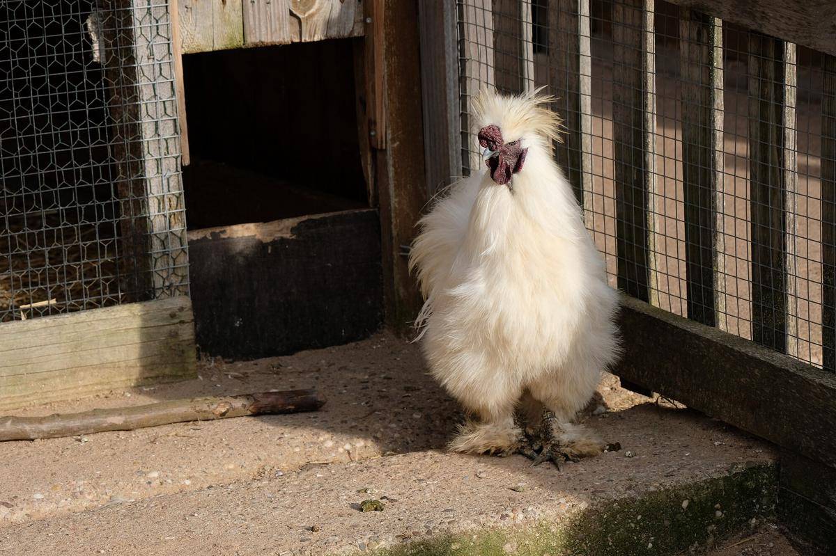 Ayam Silkie