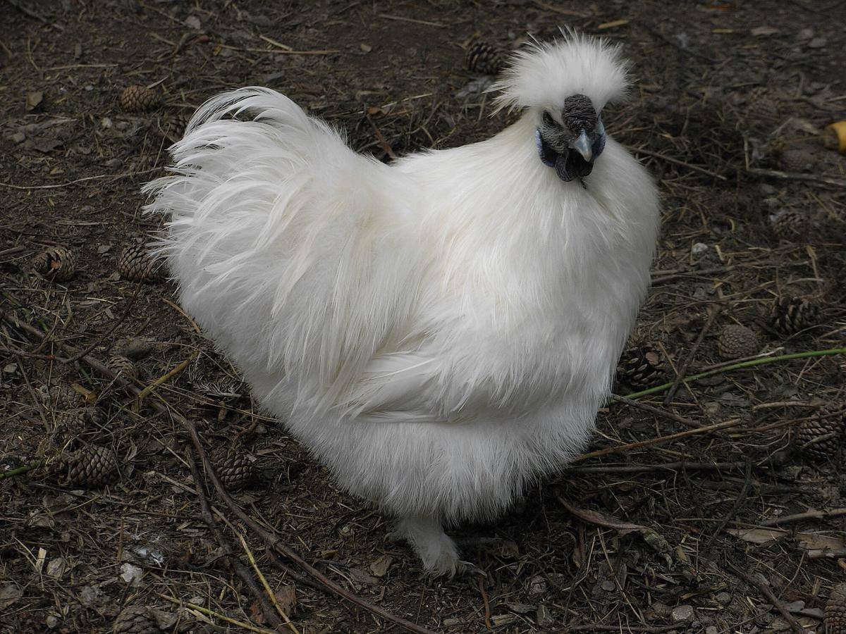 Ayam Silkie